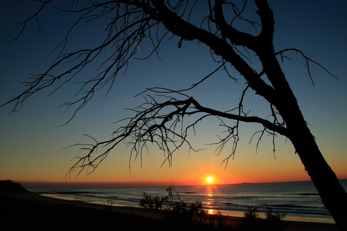 Silhouette of a tree against a sunrise over the sea