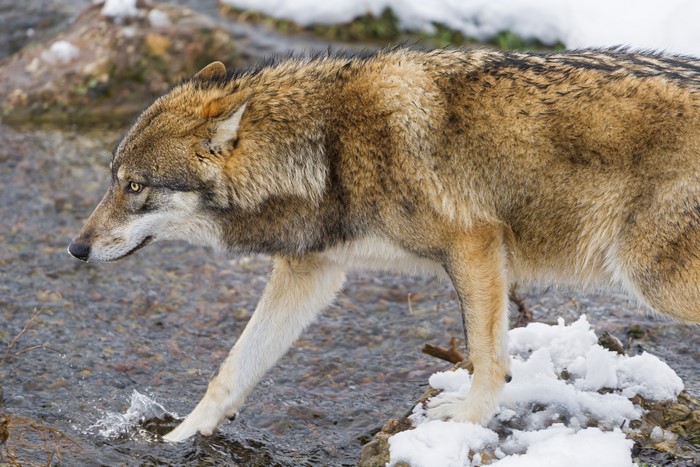 Wolf walking in shallow water with snow