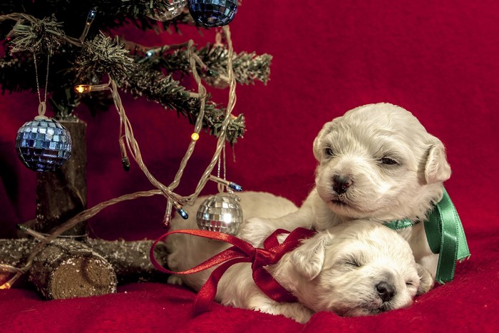 Two white puppies by a Christmas tree