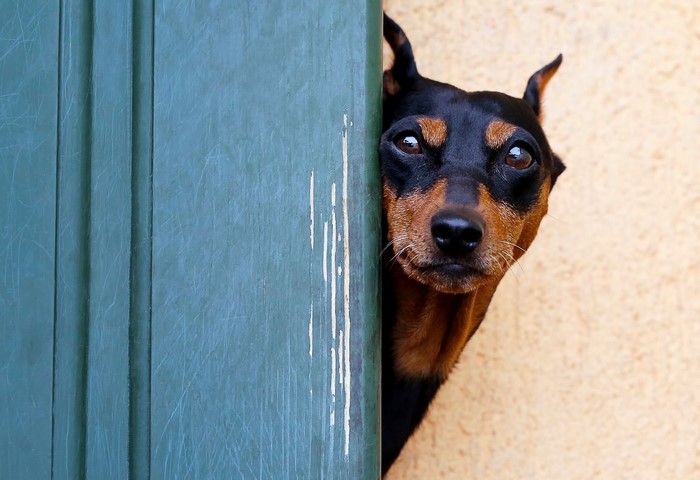A Miniature Pinscher peeks around a green door
