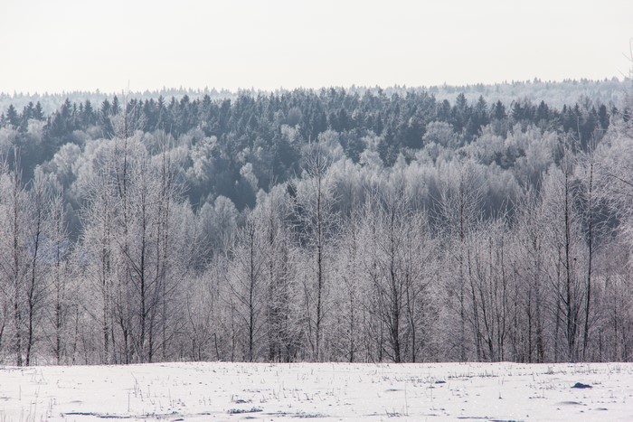Winter forest with snow