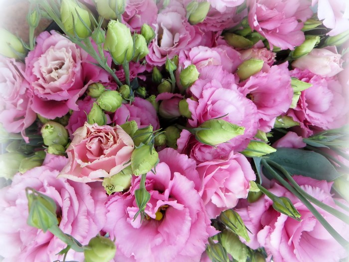 Pink Eustoma Flowers and Buds Close-up