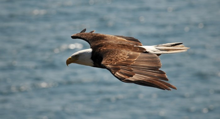 Bald Eagle in flight over water