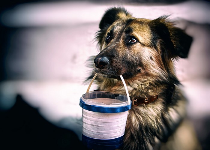 Dog holding a bucket in its mouth