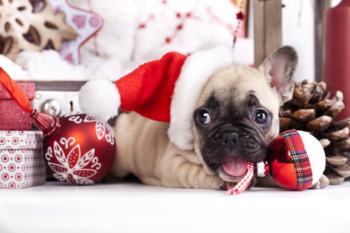 French Bulldog puppy wearing a Santa hat with Christmas ornaments