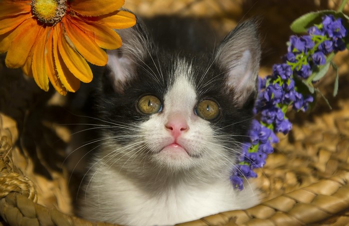 Black and white kitten in a basket with flowers