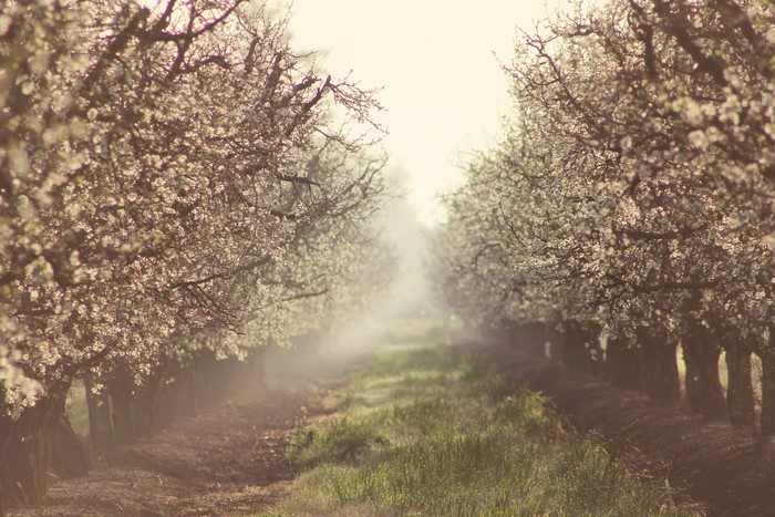 A foggy path through a blooming orchard in spring