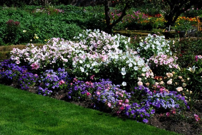 Flower garden with pink, white, and purple blooms