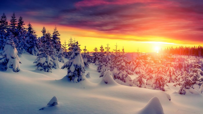 4K Winter Snow Spruce Forest Sunrise Sunset