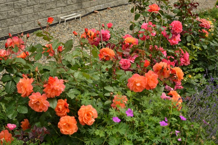 Orange and pink roses in a garden