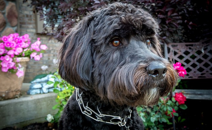 Black dog with chain collar in garden