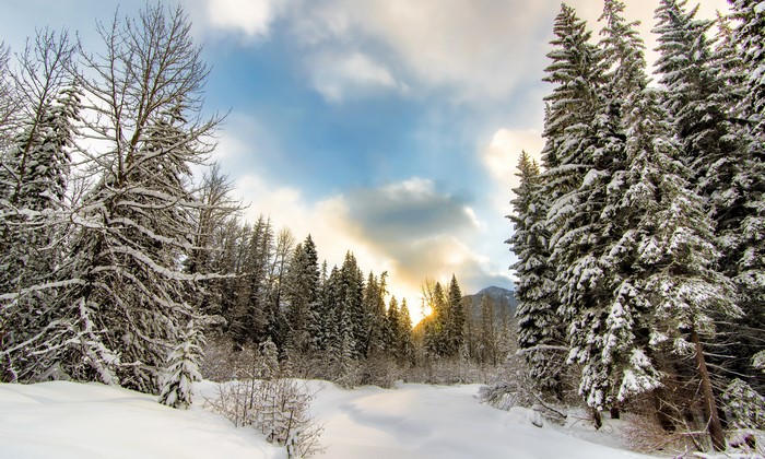 Winter forest with snow and sky