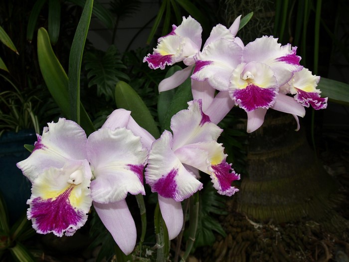 Close-up of Cattleya orchids with purple and yellow centers