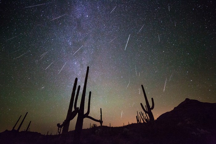 Meteor shower over saguaro cacti at night