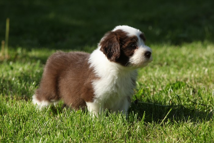 Brown and white puppy on grass