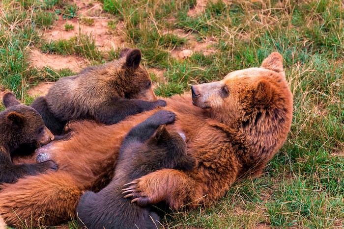 Mother Brown Bear with Cubs
