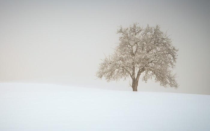 A lone tree in a snowy, foggy landscape