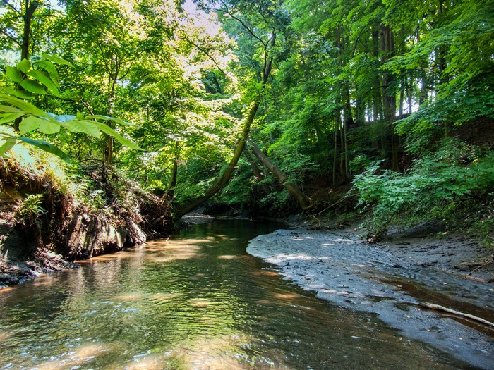 Creek in a forest in Montrose, New Jersey, USA