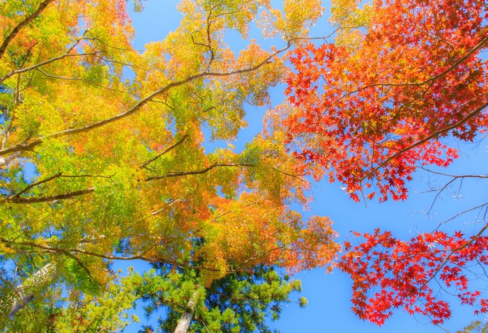 Autumn leaves on branches against blue sky