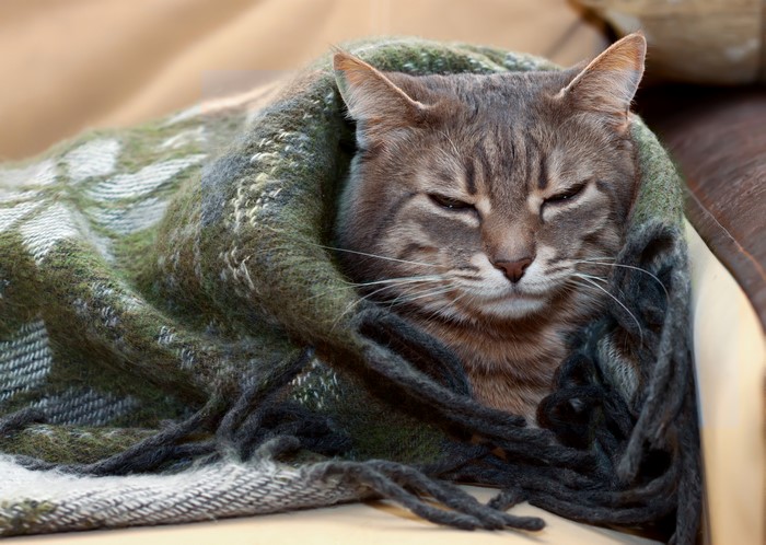 Cat wrapped in a blanket