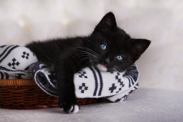 Black kitten with blue eyes in a basket