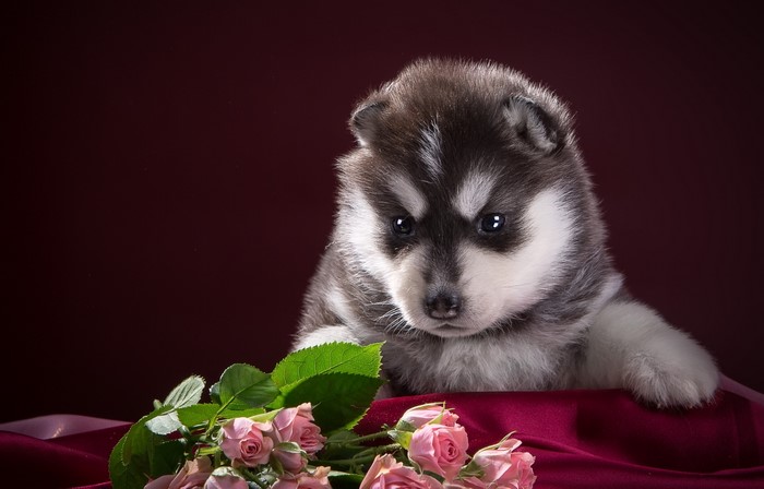 Husky puppy with pink roses