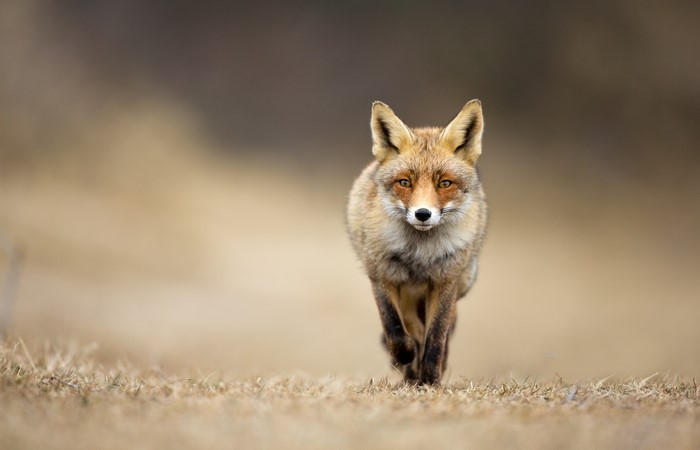 Red Fox walking in a field
