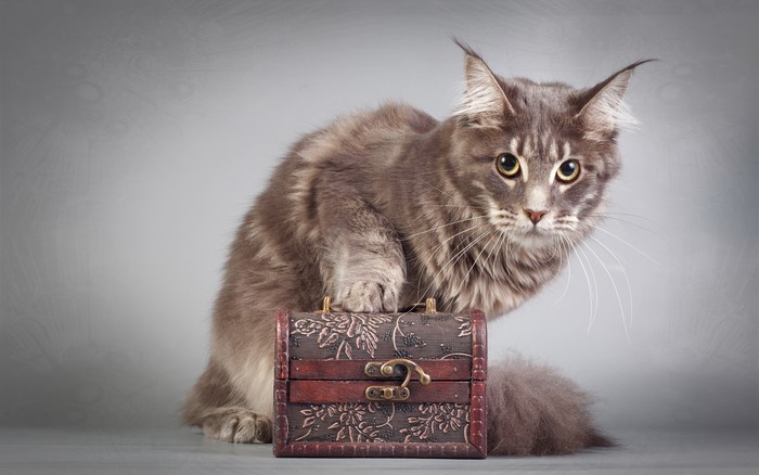 Maine Coon cat with a treasure chest