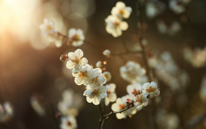 White plum blossoms in sunlight