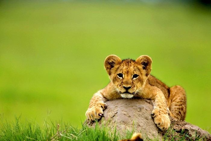 Lion cub resting on a rock in a grassy field