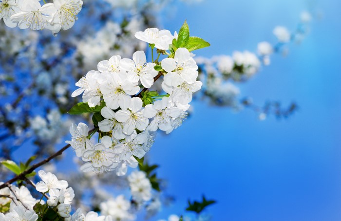 4K Flowering Cherry Blossoms Against Blue Sky