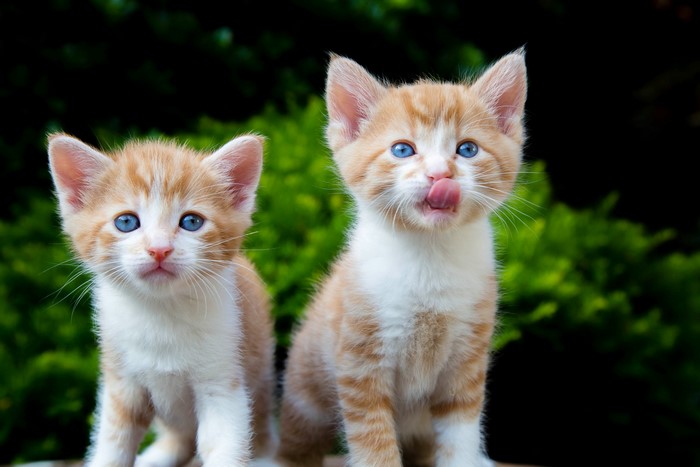 Two orange and white kittens with blue eyes