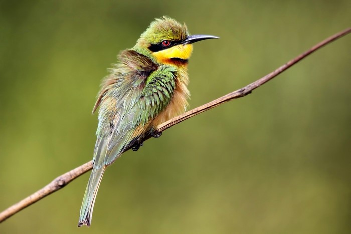 Bee-eater bird perched on a branch
