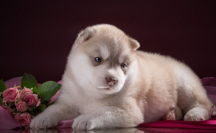 Husky puppy with pink roses