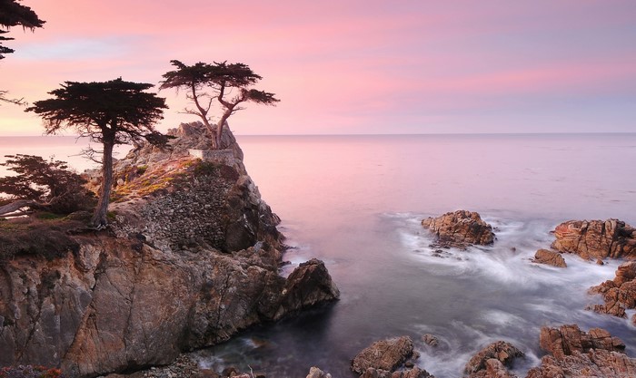 Lone cypress trees on a rocky coast at sunset