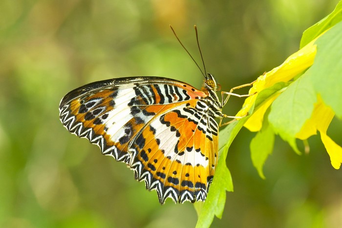 Close-up of a colorful butterfly on a green leaf