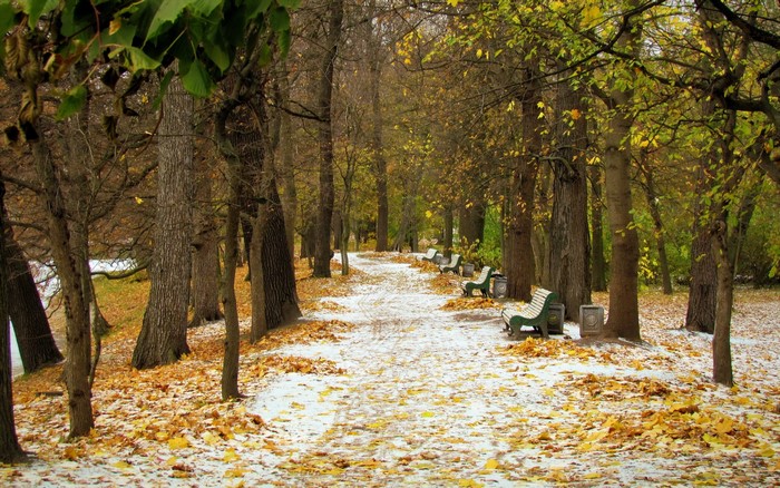 Park avenue with snow and fallen leaves