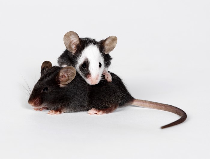 Two mice, one black and one black and white, stacked