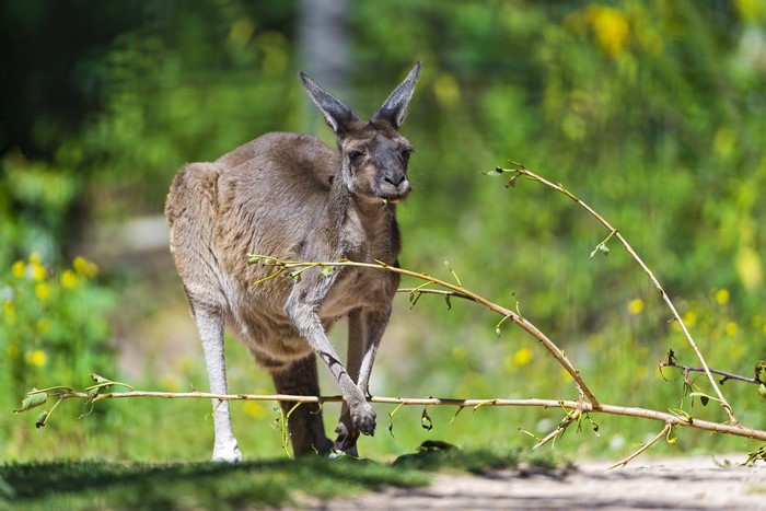 Kangaroo with Branches