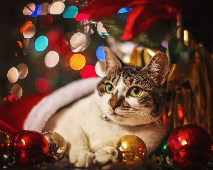 Cat with Christmas ornaments and lights