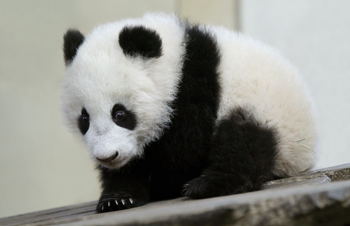 Baby Panda Bear Sitting on Wood