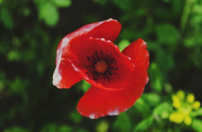 4K Red Poppy Closeup