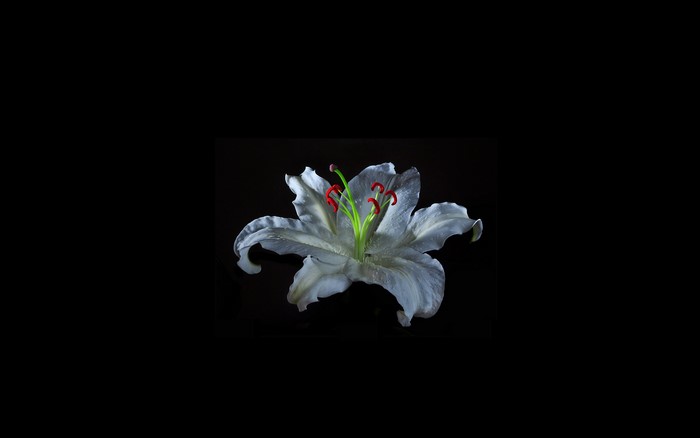 White lily flower with red stamens on black background