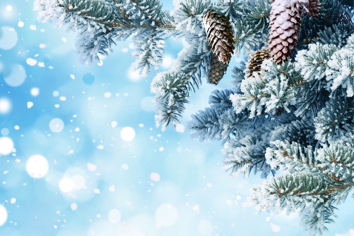 Christmas tree branches with pine cones and snow