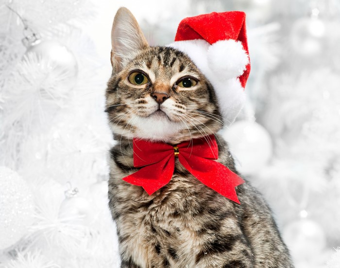 Cat wearing a Santa hat and red bow