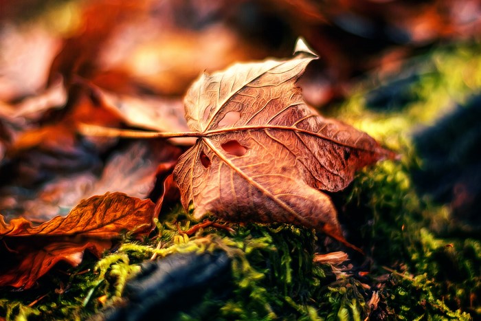 Autumn leaves on mossy ground