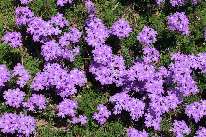 Vibrant Violet Verbena Flowers in Bloom