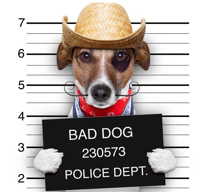 Jack Russell Terrier Dog Mugshot with Cowboy Hat