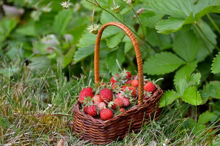 Basket of wild strawberries in a garden
