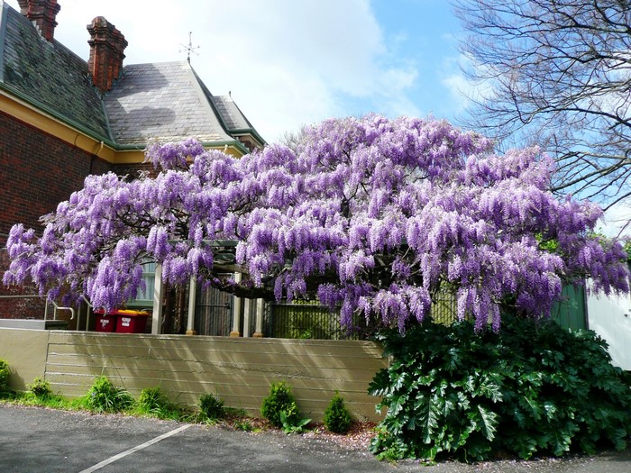Wisteria tree in bloom next to a brick building